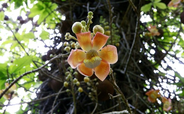 Lancetilla: Reserva en Caribe de Honduras desde hace 89 años