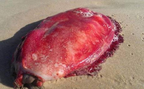 El monstruo marino que causa conmoción en Australia