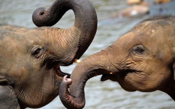 Los elefantes tienen el olfato más poderoso del reino animal