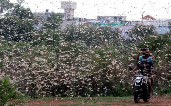 Brasil declara emergencia por plaga de langostas