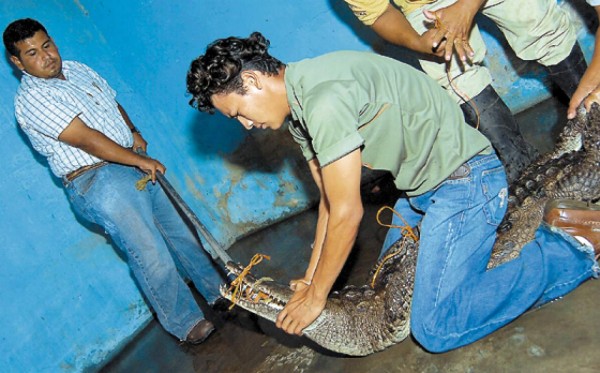 A Cuero y Salado llevan cocodrilos