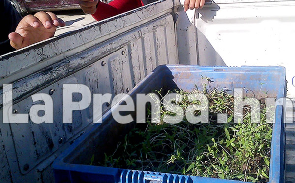 Policía de Honduras detiene a supuestos cabecillas de pandilla