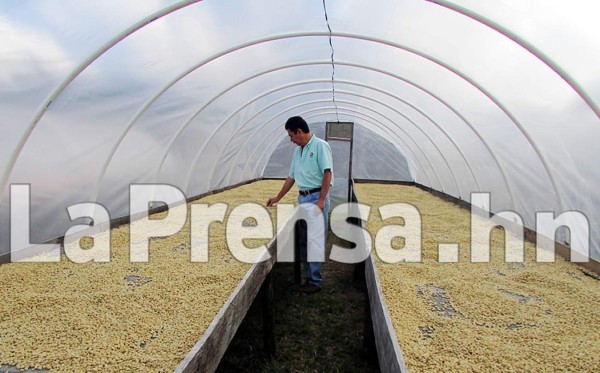 Ingresos por exportaciones de café hondureño bajan un 26 %