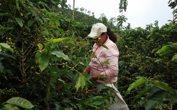 Promoverán la calidad del café hondureño