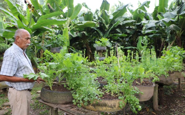 Naranjo Chino, un encanto natural en El Progreso