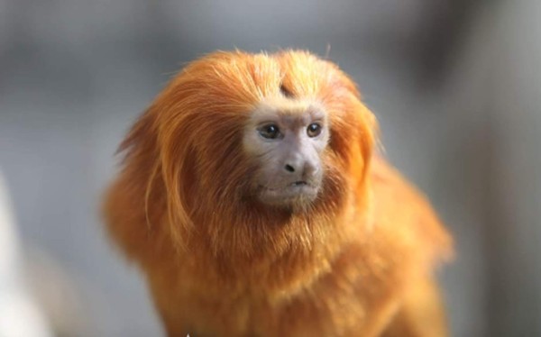 Ladrones roban a 17 monos exóticos desde un zoológico francés