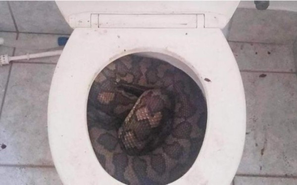 Se recupera hombre que casi pierde su miembro tras ser mordido por una enorme pitón