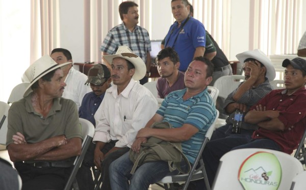 Promedio de $6.27 por libra consiguen cafés de cosecha tardía