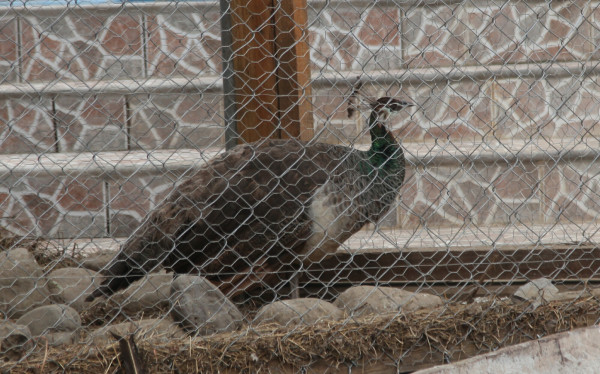 Allanan 22 propiedades en Operación Shalom en el norte de Honduras