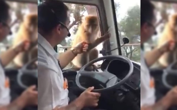 Se distrae por un segundo y mono le roba el almuerzo