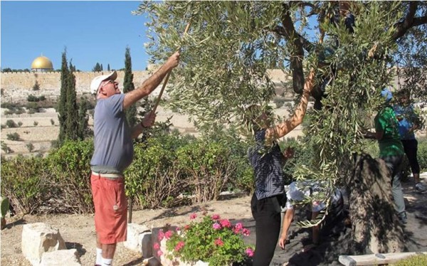 El aceite 'sin precio' de los olivos milenarios de Getsemaní
