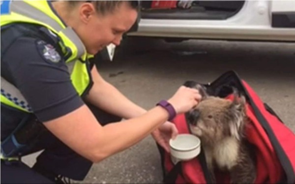 El koala que sobrevivió a un incendio en Navidad