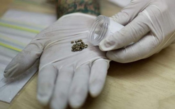 Uruguay podría tener marihuana legal en farmacias en 8 meses