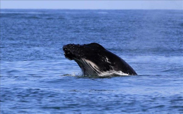 Pacífico sur de Costa Rica, espectáculo de ballenas jorobadas  