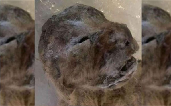 Hallan dos leones cavernarios congelados de hace 10,000 años