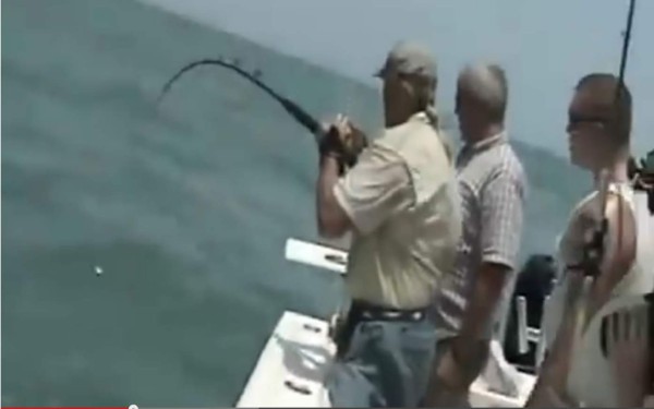 Tiburón fue comido por un ¿monstruo marino?