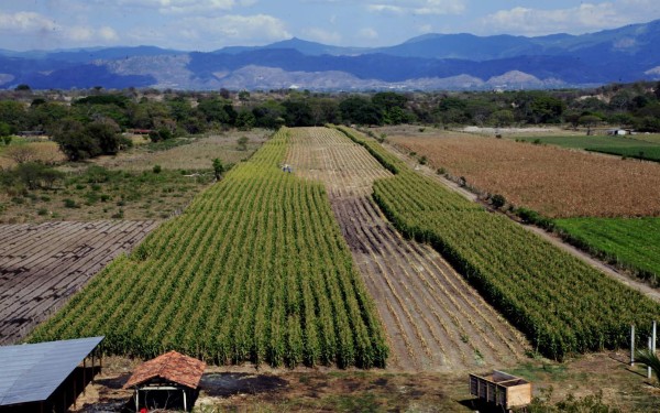 Solo en tres productos básicos tiene Honduras autosuficiencia