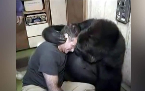 Video: La gorila Koko llora tras enterarse de la muerte de Robin Williams