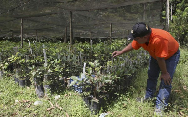Exportadores de rambután esperan mejores precios