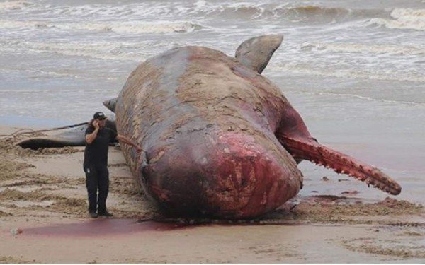 ¿Qué hacer con una ballena muerta que no deja de hincharse y amenaza con explotar?