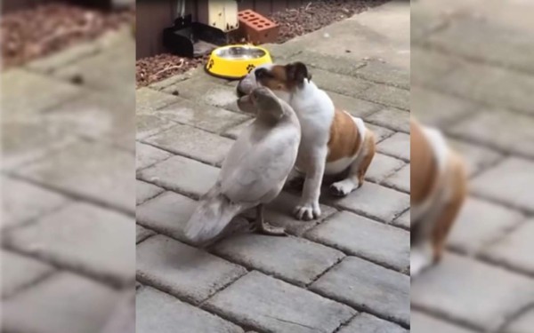 La 'pelea' entre un Bulldog y un pato