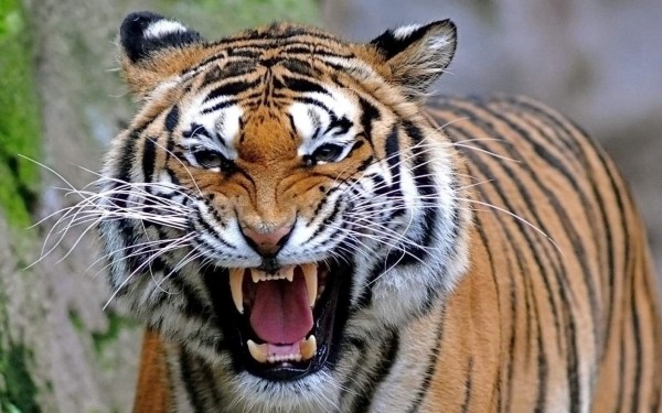 Matan a un tigre que se comió a siete personas
