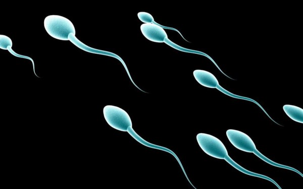 ¿El esperma de un papá obeso podría pasar algunos rasgos a sus hijos?