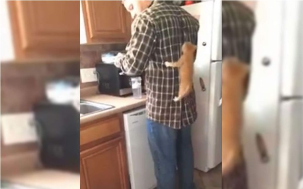 La impaciencia de un gato cuando tiene hambre