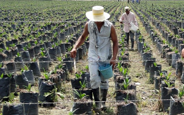 Amplían cultivo de palma en El Negrito
