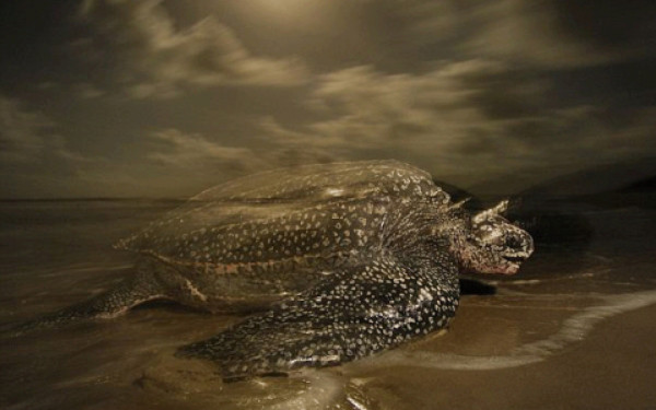 Galería: Retratos del fondo del mar