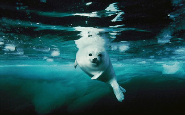 Galería: Retratos del fondo del mar
