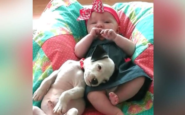 Un cachorro de pitbull es el mejor amigo de esta bebé