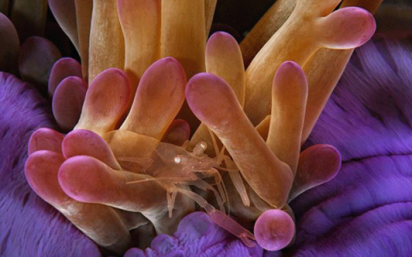 Galería: Retratos del fondo del mar