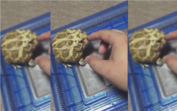 Una rana totalmente 'indignada'