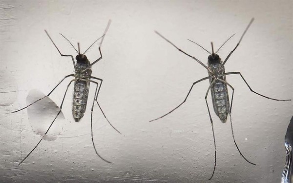 Científicos de EE.UU. logran evitar el contagio de zika en madres pero no en fetos