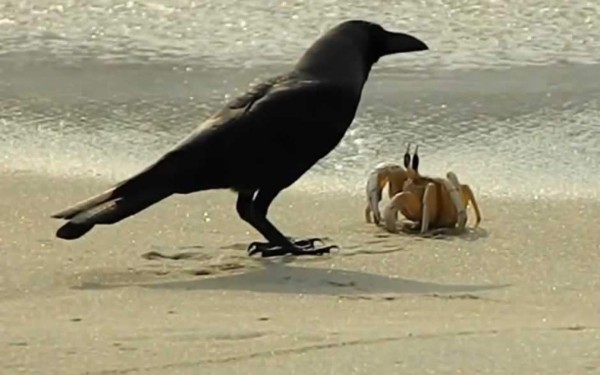Valiente cangrejo sobrevive ante cuervos hambrientos