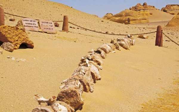 El desierto donde nadaron las ballenas