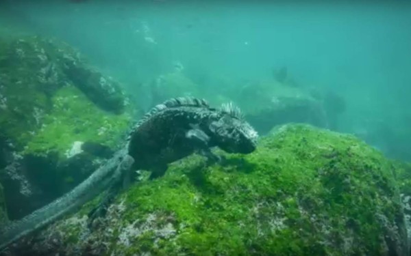 Filman enorme y extraña iguana marina parecida a Godzilla