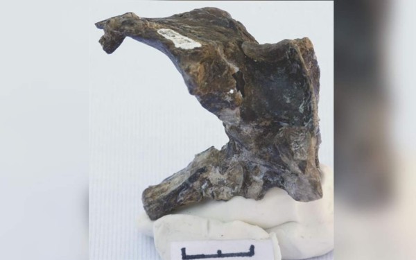 Hallan en Argentina restos de un desconocido reptil volador del Jurásico