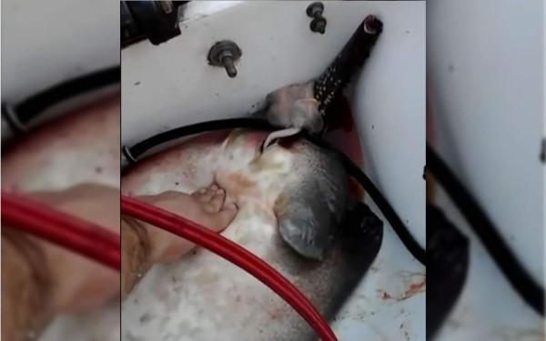 Matan un pez raya y lo que encuentran dentro sorprende...