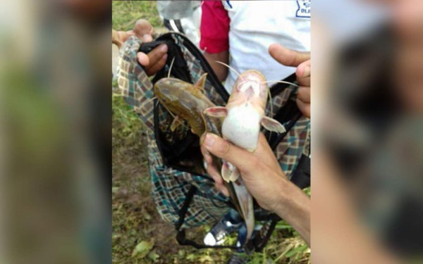 Cae por tercera vez en este año la lluvia de peces en Yoro