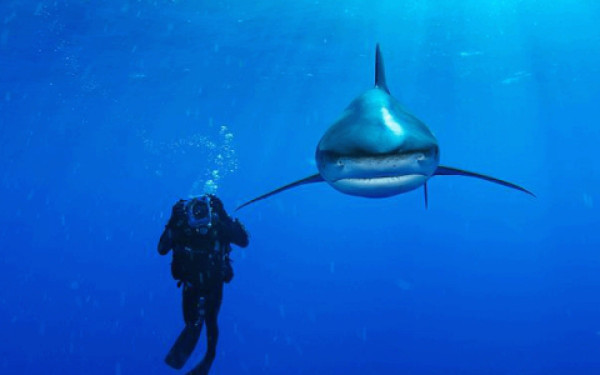 Galería: Retratos del fondo del mar