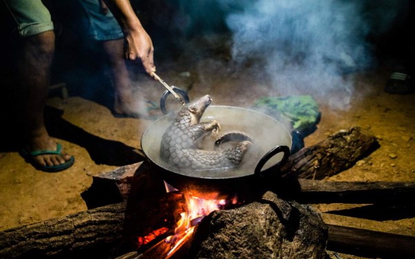 Fauna: comercio ilegal de vida silvestre crece en América