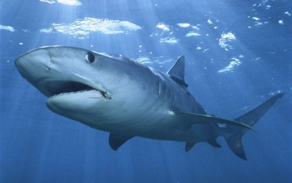 Hombre salta sobre un tiburón tigre en Australia  