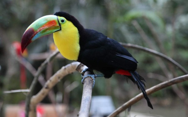 Macaw Mountain brilla como reserva de guacamayas y atractivo turístico