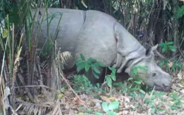 Descubren crías de rinoceronte amenazado