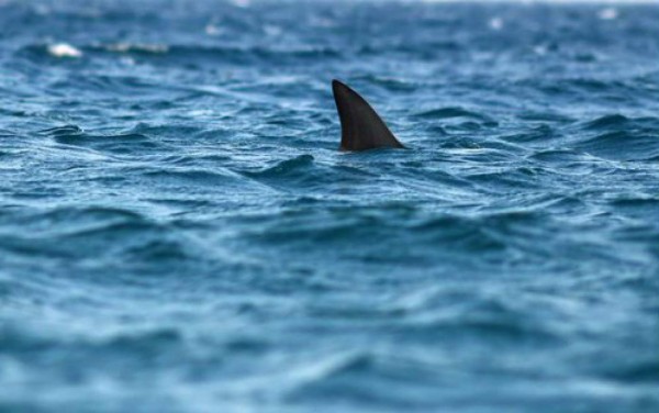 Tiburón muerde a niña de nueve años en playa de Florida