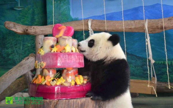 La panda más famosa celebra su primer cumpleaños