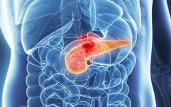 Universidad crea un páncreas bioartificial