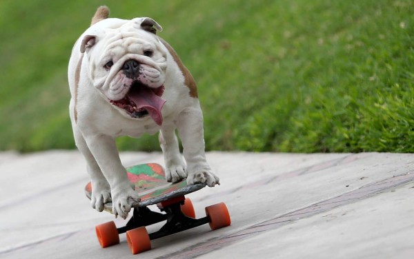 Otto, el perro skater que batió récord